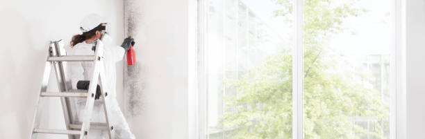 Best Mold Odor Removal Services  in Beechwood, MI
